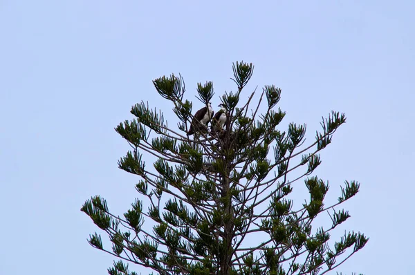 一对成年的黑白相间的食人鱼栖息在佛罗里达州的一棵松树上 面对晴朗的蓝天 也被称为鱼鹰 — 图库照片