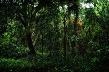 Sabah erken görünümünü stilize ve desaturated Estero Florida, subtropikal orman vahşi alanında içinde. 