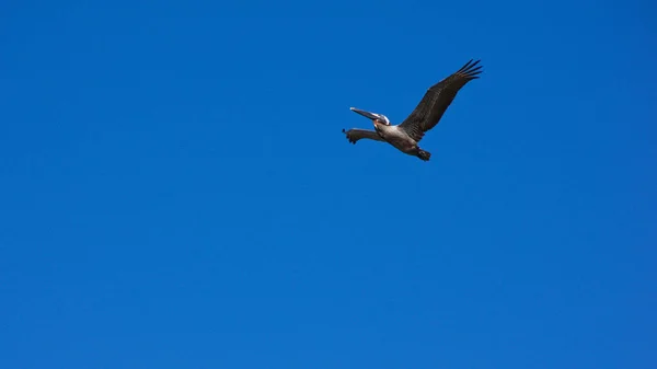 Pelícano Marrón Adulto Solitario Eleva Través Cielo Azul Claro —  Fotos de Stock