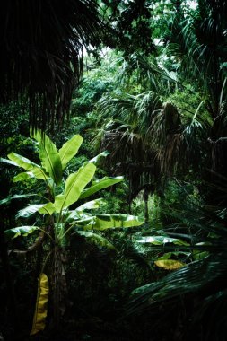 İçinde büyümüş ve büyük ağaçlar, gösterilen Estero Florida subtropikal orman vahşi alanda erken öğleden sonra görünümünü stilize ve desaturated. 