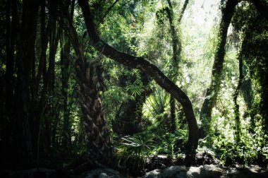 Erken akşam eski gösterilen Estero Florida subtropikal orman vahşi alanında içinde görünümü yamuk ağaçlar bükülmüş, stilize ve desaturated. 