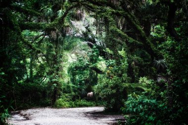 Estero Florida, subtropikal orman vahşi alanında içinde toprak yol geç sabah görünümünü stilize ve desaturated. 