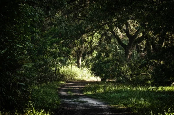 Morning View Overgrown Dirt Road Subtropical Jungle Wilderness Area Estero — Stock Photo, Image