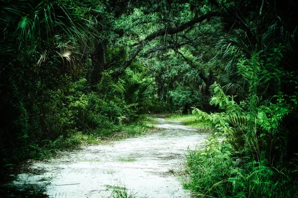 下午可以看到佛罗里达州埃斯特罗亚热带丛林荒野地区内的土路 风格化和失经 — 图库照片