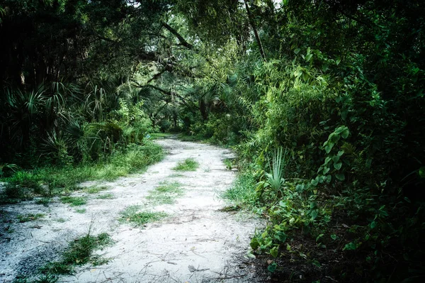 傍晚时分 在佛罗里达州埃斯特罗 Estero 一个杂草丛生的亚热带丛林荒野地区内 可以看到废弃的土路 那里的风格和失语 — 图库照片