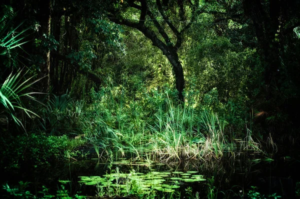 清晨的景色 可以看到佛罗里达州埃斯特罗的一个亚热带森林荒野地区 那里有古老的弯曲的树木和杂草丛生的荷塘 风格化而不饱和 免版税图库图片