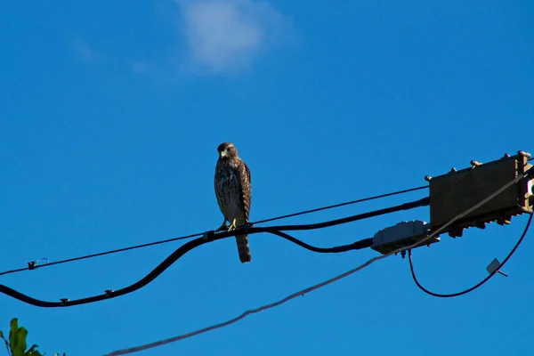 抬头看着一个年轻的库珀的鹰栖息在电线上的蓝天 — 图库照片