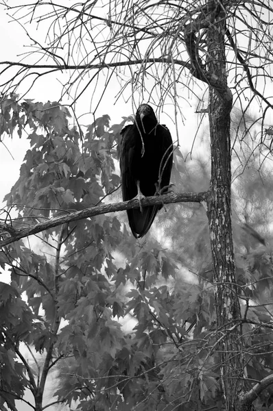 Imagem Vertical Preto Branco Abutre Peru Americano Árvore Olhando Para — Fotografia de Stock