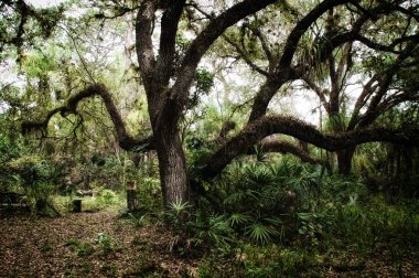 Büyük büyüyen meşe ağacının alt tropikal vahşi ortamda, stilize ve desaturated. 