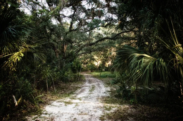 Vista Madrugada Del Interior Área Salvaje Selva Subtropical Estero Florida — Foto de Stock