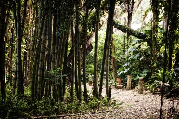 清晨的景色 可以看到佛罗里达州埃斯特罗的一个亚热带森林荒野地区内 那里有古老的竹林 风格化而令人沮丧 — 图库照片