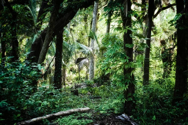 清晨的景色 可以看到佛罗里达州埃斯特罗的一个亚热带森林荒野地区 那里有古老的弯曲的树木 棕榈树和藤本植物 风格化而干涸 — 图库照片