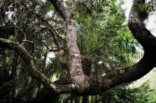 抬头看看在佛罗里达州森林的树干和强大的橡树的分支风格化和饱和 — 图库照片