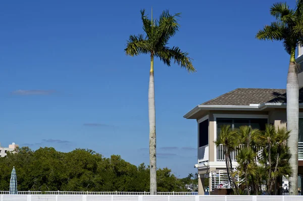 Vista Panoramica Alte Palme Reali Contro Cielo Con Mangrovie Porzione — Foto Stock