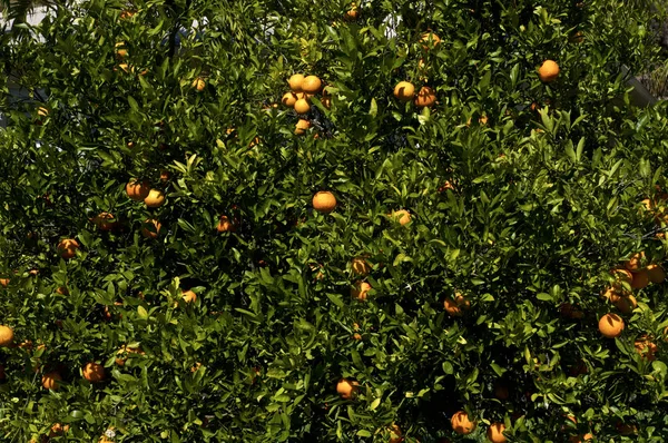 Appelsiinipuu Etelä Floridassa Kypsillä Hedelmillä Täyttää Kuvan — kuvapankkivalokuva