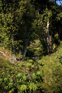 Büyük tropik bitkiler ve ağaçlar çevrili su dolu bir çukura arıyorsunuz.