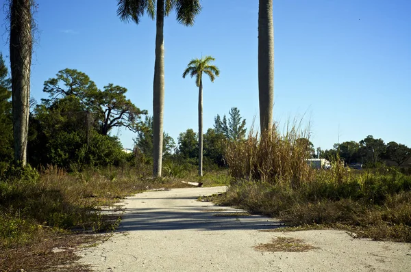 An empty deserted abandoned paved road is over grown with weeds and flanked  by palm trees in southwest florida.