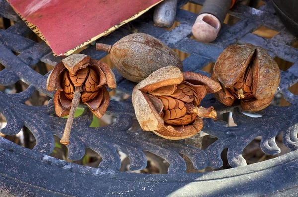 Collection Four Fresh Mahogany Skyfruit Pods Outdoor Metal Table Garden — Stock Photo, Image
