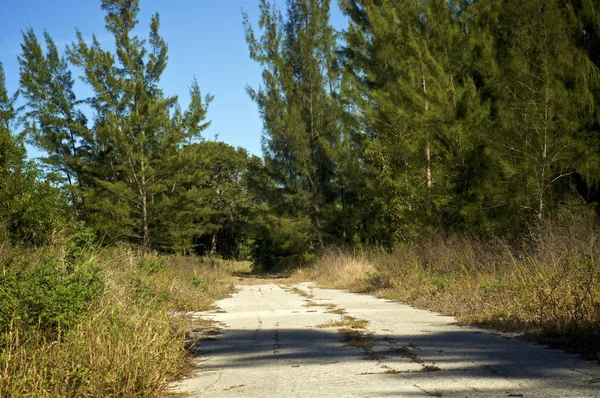 An empty deserted abandoned paved road is over grown with weeds and flanked  by pine trees in southwest florida.