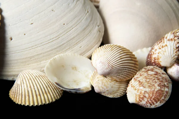 Coleção Pequenas Conchas Mar Tipo Molusco Sobre Fundo Preto Com — Fotografia de Stock