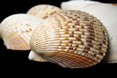 Kadar yakın büyük midye türü deniz kabukları siyah arka plan üzerine ayrıntılı.