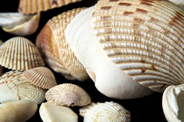 Collection Ribbed Clam Type Sea Shells Black Background — Stock Photo, Image
