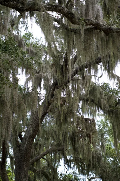 在佛罗里达州西南部 一棵又大又老的橡树被西班牙的苔藓覆盖着 — 图库照片