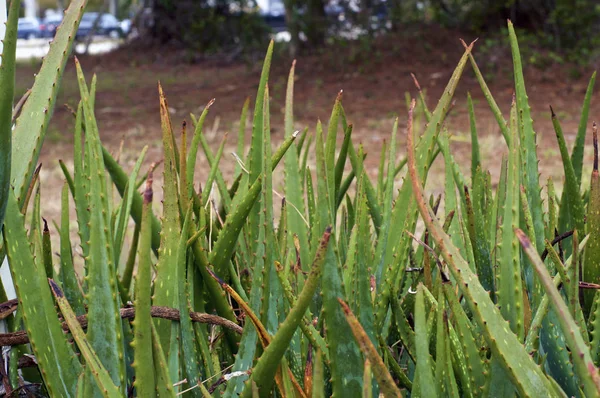 Close up of wild aloe vera plants growing naturally in southwest florida.