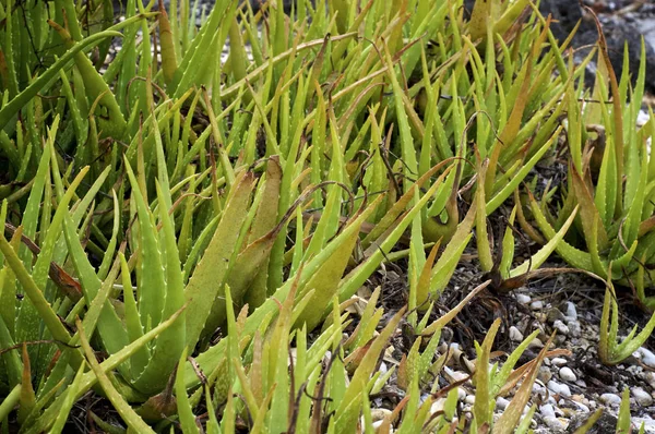 Close up of natural aloe vera plants growing wild in southwest florida.