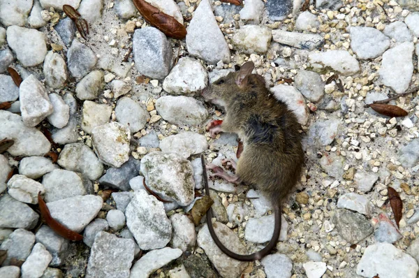 Глядя Вниз Маленькую Мертвую Коричневую Мышь Лежащую Земле Среди Камней — стоковое фото