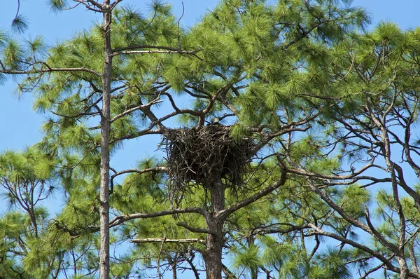 An American Bald Eagle is sitting in nest high up in pine trees in Bonita Springs, Southwest Florida.