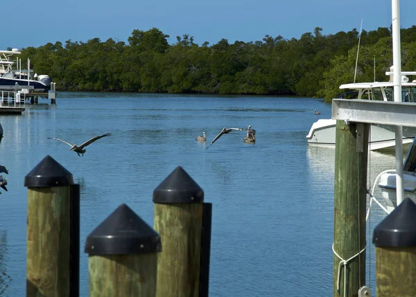 A flock of brown pelicans, flying and swimming in bay of marina in Naples, Southwest Florida