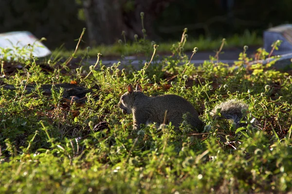 Grey Squirrel Side Run Holding Nut Its Mouth Surrounded Little — Stock Photo, Image