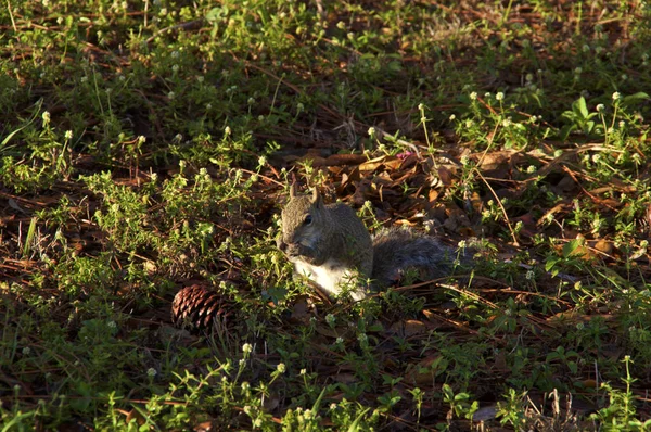 Esquilo Cinzento Está Sentado Grama Perto Cone Pinho Comendo Uma — Fotografia de Stock