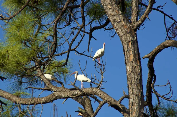 Tres Ibis Blancos Americanos Grandes Encaramados Gran Pino Alto Bonitas —  Fotos de Stock