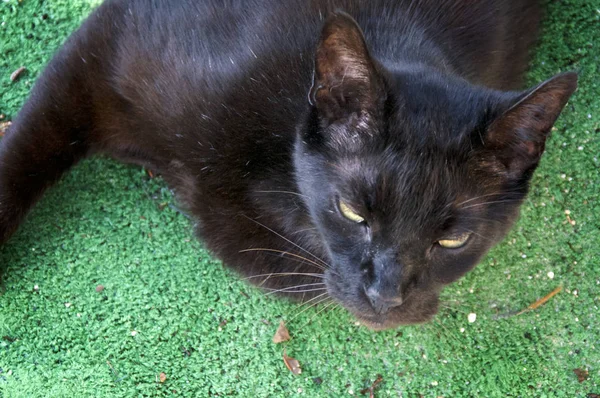 Μια Μαύρη Γάτα Είναι Στο Έδαφος Κοιτώντας Ψηλά Στο Πρόγραμμα — Φωτογραφία Αρχείου