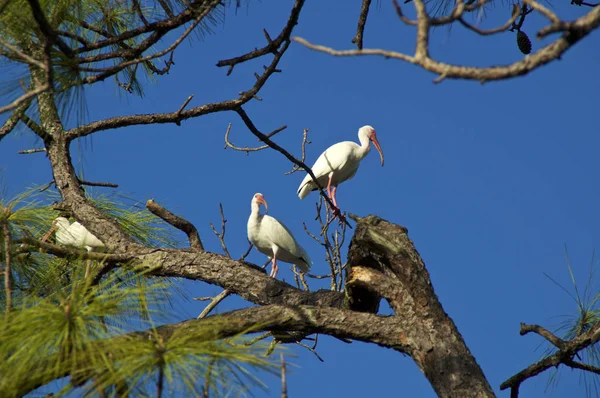 Три апельсиновых клюва American White Ibis in Pine Tree — стоковое фото