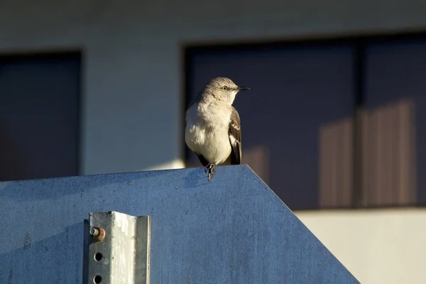 Profile of mockingbird on stop sign — Stock Photo, Image