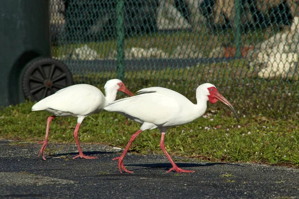 Dos grandes aves ibis blancas cruzando la carretera —  Fotos de Stock