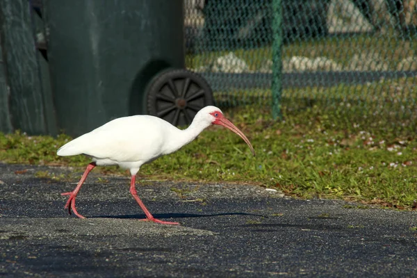 Gran pájaro ibis blanco cruzando carretera —  Fotos de Stock