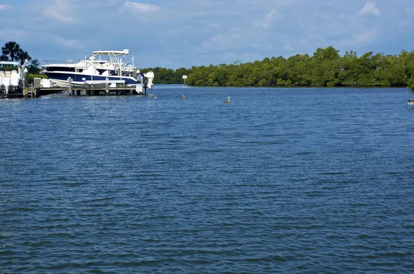 Tittar ut över bukten med pelikaner och yachter i florida — Stockfoto