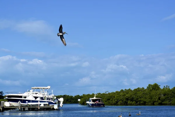 Brown pelican soaring over marina in southwest florida — Stock Photo, Image