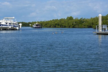 Pelikan ve tekneler Florida ile defne üzerinde seyir