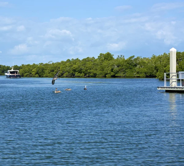 Pelikan landet mit anderen Pelikanen in Florida im Wasser — Stockfoto