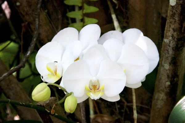 Kleurrijke wilde witte orchideeën in bos met knoppen — Stockfoto