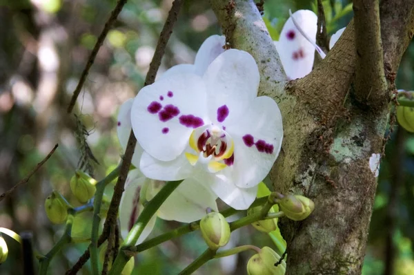 Orchidées sauvages colorées dans la forêt avec des bourgeons — Photo