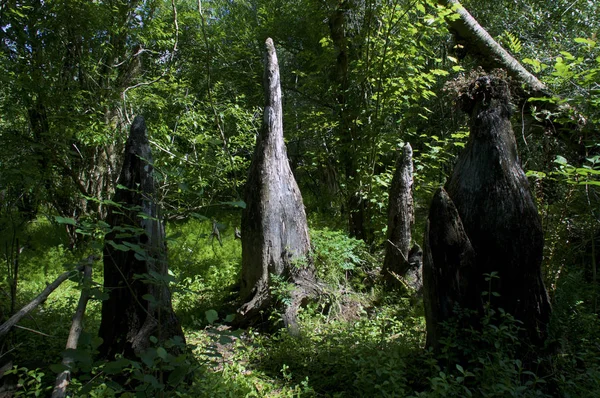Cytiskoví kolena uprostřed lesa — Stock fotografie