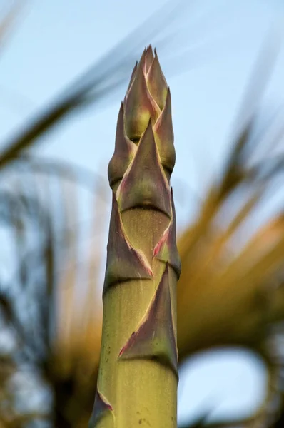 Top of agave flower stalk — Stock Photo, Image