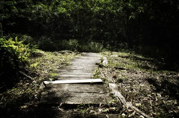 Stara drewniana promenada prowadząca w grube lasy — Zdjęcie stockowe