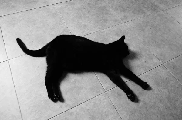 Black and white of black cat on tile floor — Stock Photo, Image